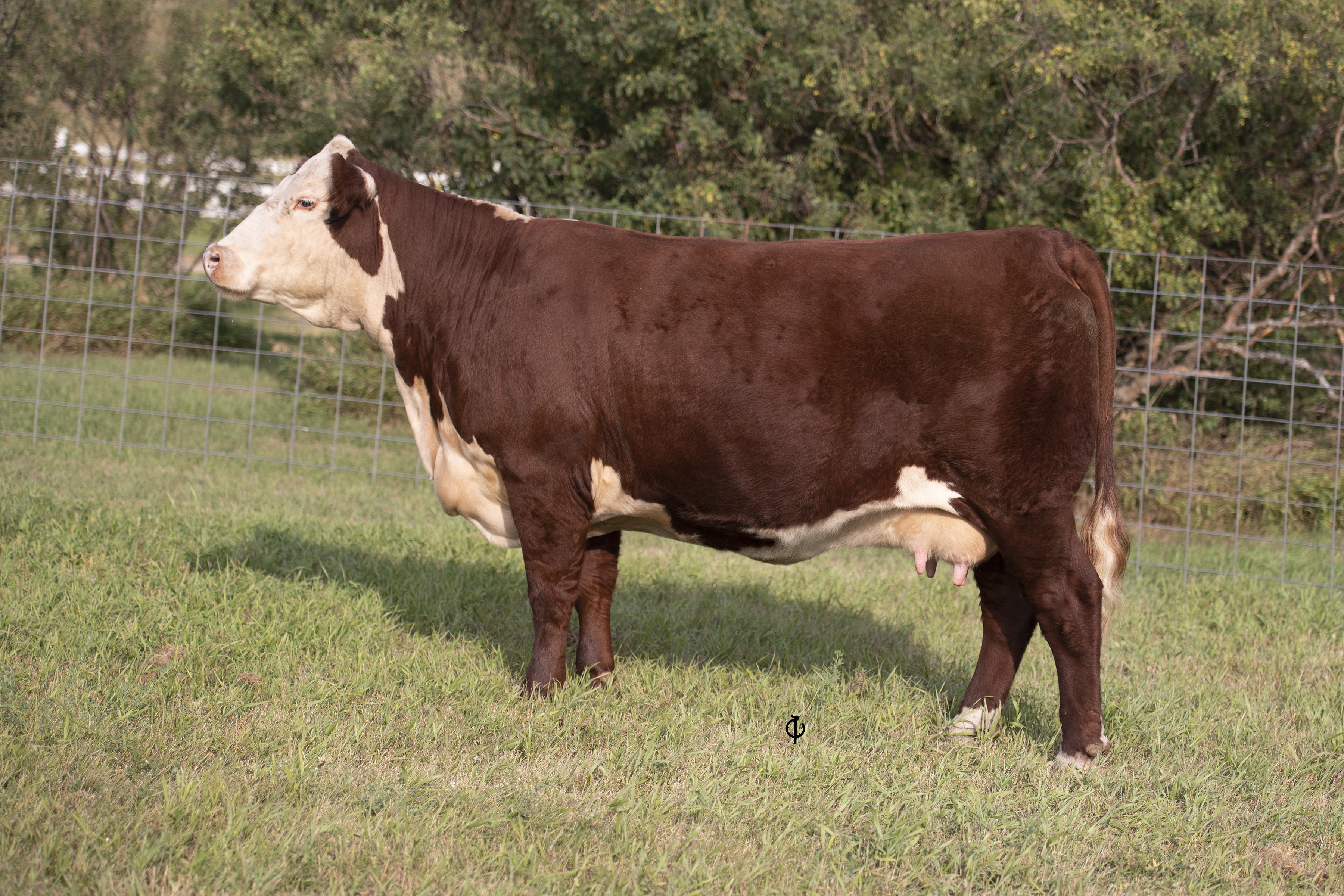 Hereford cow